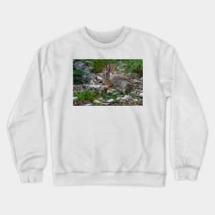 Cottontail Rabbit Hopping Along the Trail Crewneck Sweatshirt